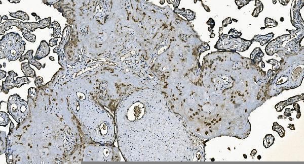 a07954 1 dnajc10 primary antibodies ihc testing 3