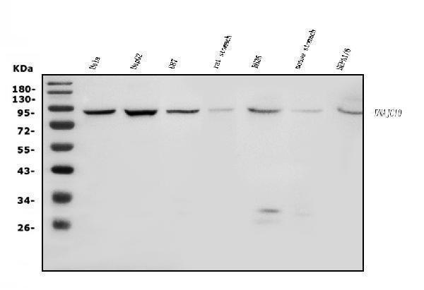 a07954 1 dnajc10 primary antibodies wb testing 1
