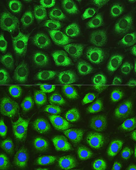Immunofluorescence analysis of L929 cells using DNAJC10 Rabbit pAb  at dilution of 1:100