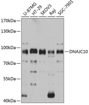 Western blot analysis of extracts of various cell lines, using DNAJC10 antibody  at 1:3000 dilution