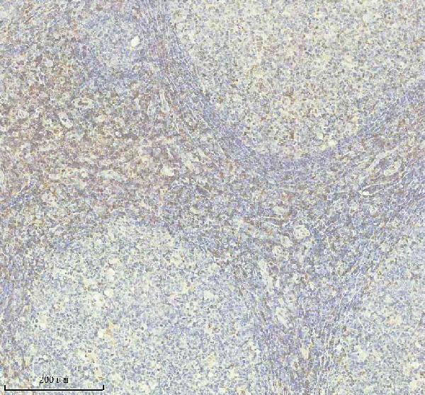 a07956 4 dok2 primary antibodies ihc testing 1