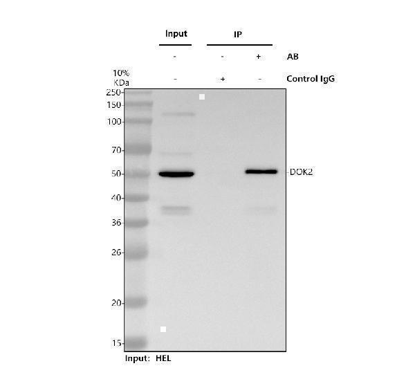 a07956 4 dok2 primary antibodies ip testing 1