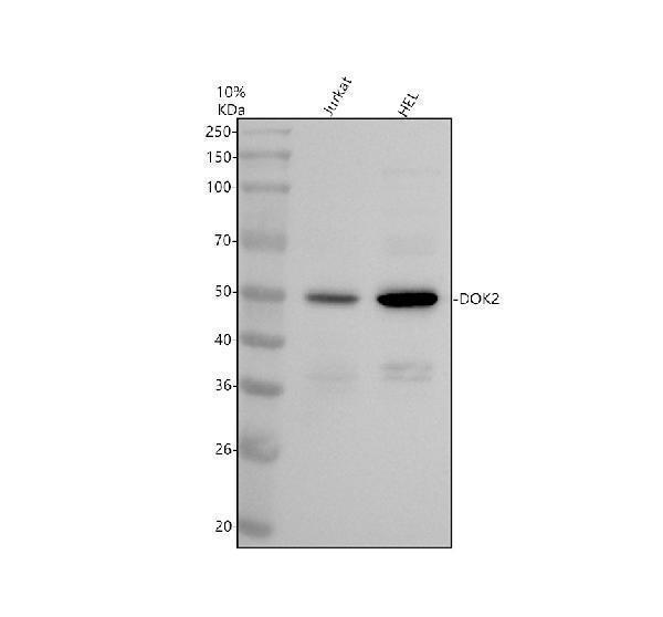 a07956 4 dok2 primary antibodies wb testing 1