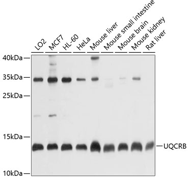 a07958 uqcrb primary antiboties wb testing 1