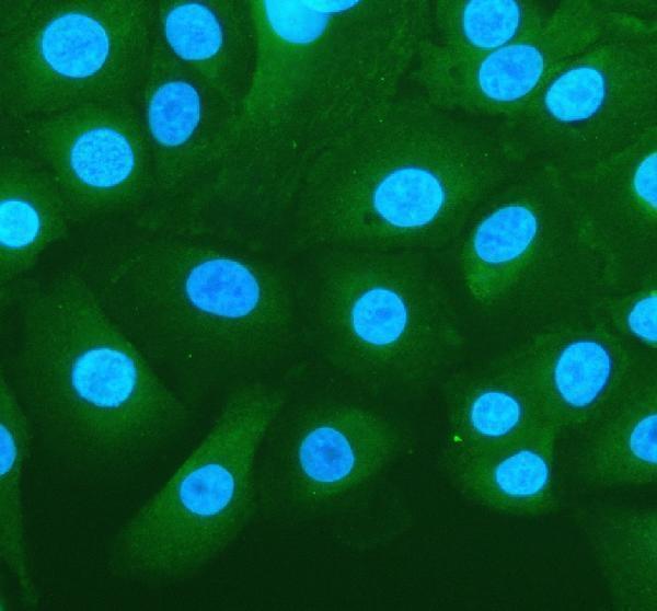IF analysis of PLEKHM1 using anti-PLEKHM1 antibody (A07959-1)
