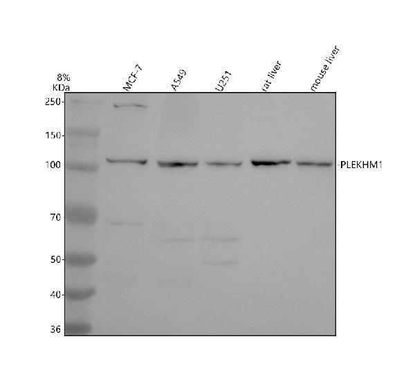 Western blot analysis of PLEKHM1 using anti-PLEKHM1 antibody (A07959-1)