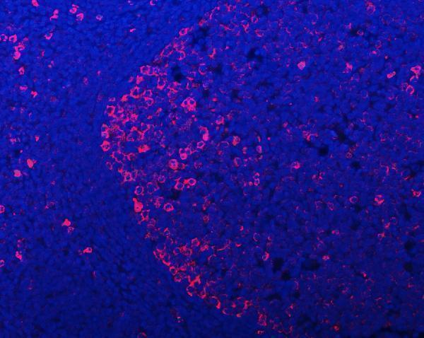 a07960 2 pabpc4 primary antibodies if testing 7
