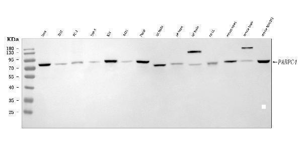 a07960 2 pabpc4 primary antibodies wb testing 1