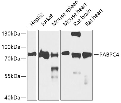 a07960 pabpc4 primary antiboties wb testing 1