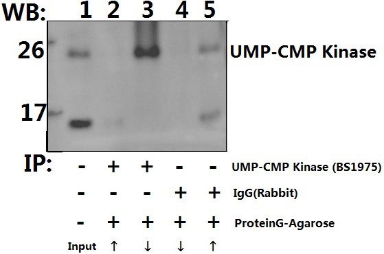 Immunoprecipitation of HEK293T cell lysate using UMP-CMP Kinase (E36) pAb (Sepharose Bead Conjugate) #BD0048(lane 2 and lane 3) and Nonspecific IgG  Control (Sepharose Bead Conjugate) #BD0048 (lane 4 and lane 5) 