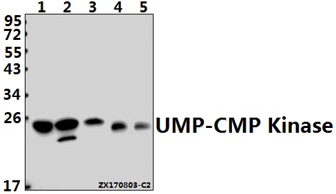 Western blot (WB) analysis of UMP-CMP Kinase (E36) pAb at 1:1000 dilution
Lane1:Hela whole cell lysate(40ug)
Lane2:H9C2 whole cell lysate(40ug)
Lane3:MEF whole cell lysate(40ug)
Lane4:A549 whole cell lysate(40ug)
Lane5:HEK293T whole cell lysate(40ug)