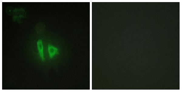 Immunofluorescence analysis of HepG2 cells, using AKAP11 Antibody