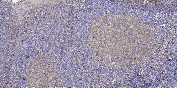 a07965 gpat3 primary antibodies if testing 3