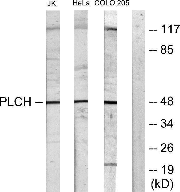 a07965 gpat3 primary antibodies wb testing 2