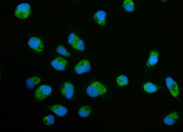 a07966 3 ecsit primary antibodies if testing 7