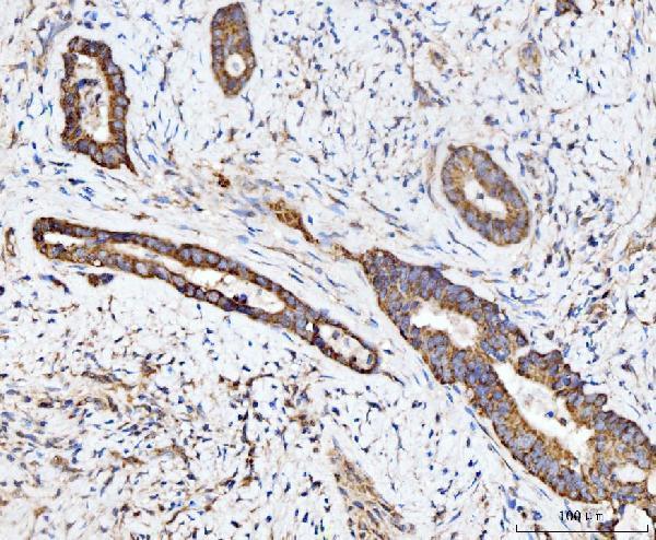 a07966 3 ecsit primary antibodies ihc testing 2