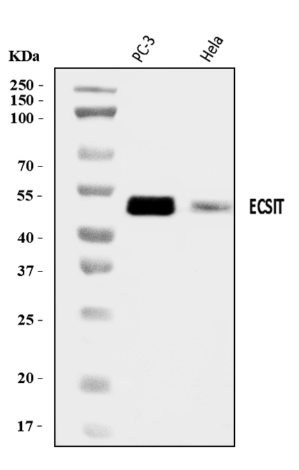 a07966 3 ecsit primary antibodies wb testing 1