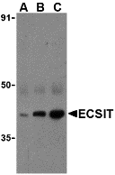 a07966 ecsit primary antibodies wb testing 1