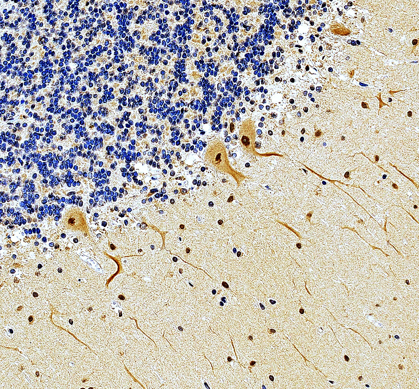 a07967 2 ugt8 primary antibodies ihc testing 3