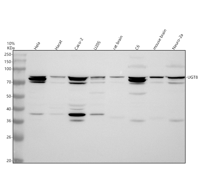 Western blot analysis of UGT8 using anti-UGT8 antibody (A07967-2)