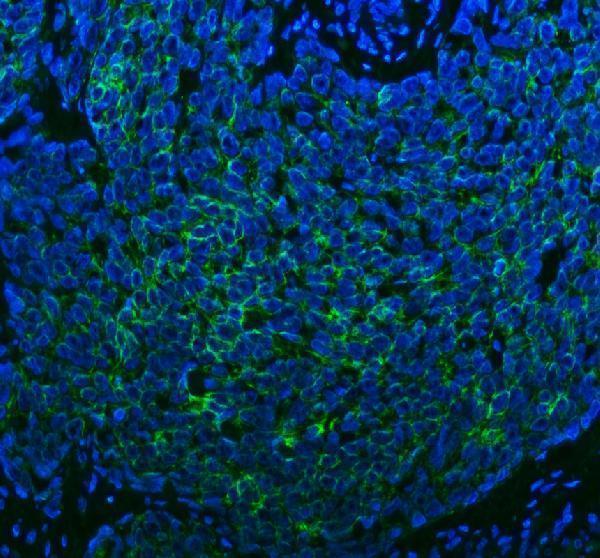 a07969 spa17 primary antibodies if testing 10