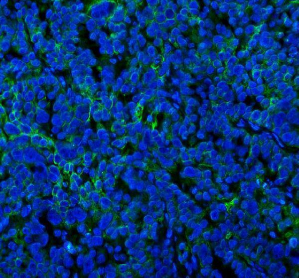 a07969 spa17 primary antibodies if testing 11