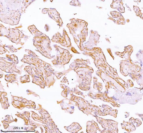  IHC analysis of SPA17 using anti-SPA17 antibody (A07969)