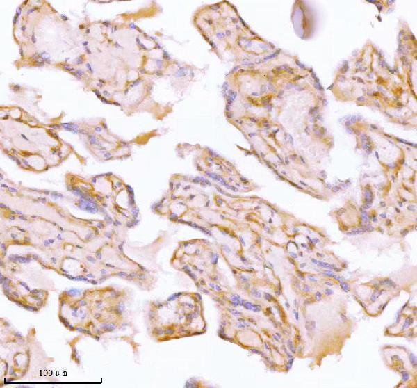  IHC analysis of SPA17 using anti-SPA17 antibody (A07969)