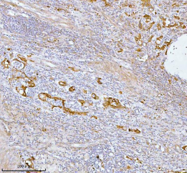 a07969 spa17 primary antibodies ihc testing 4