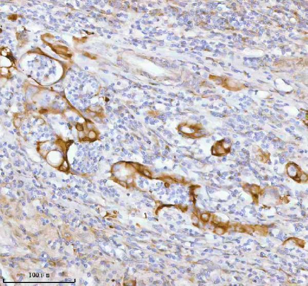 a07969 spa17 primary antibodies ihc testing 5