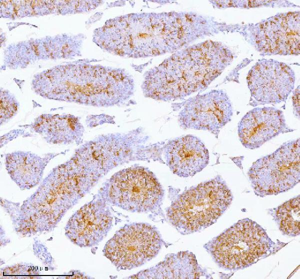 a07969 spa17 primary antibodies ihc testing 6