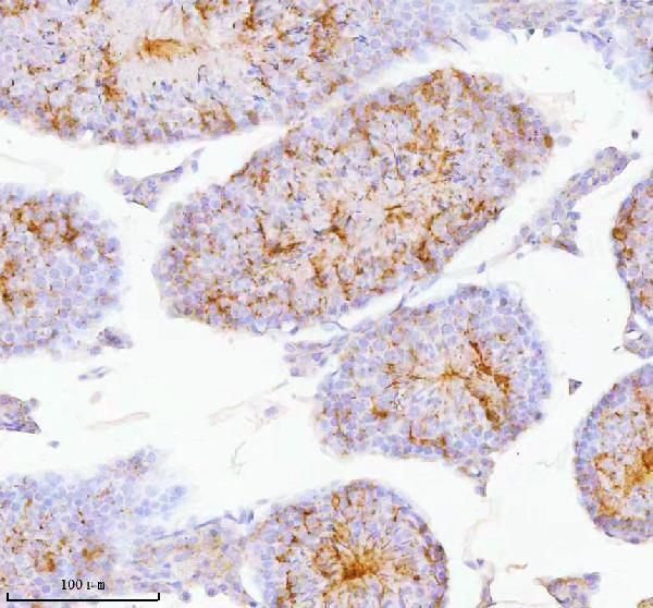 a07969 spa17 primary antibodies ihc testing 7