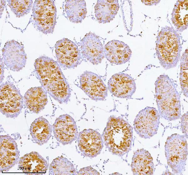 a07969 spa17 primary antibodies ihc testing 8