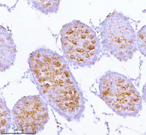 a07969 spa17 primary antibodies ihc testing 9