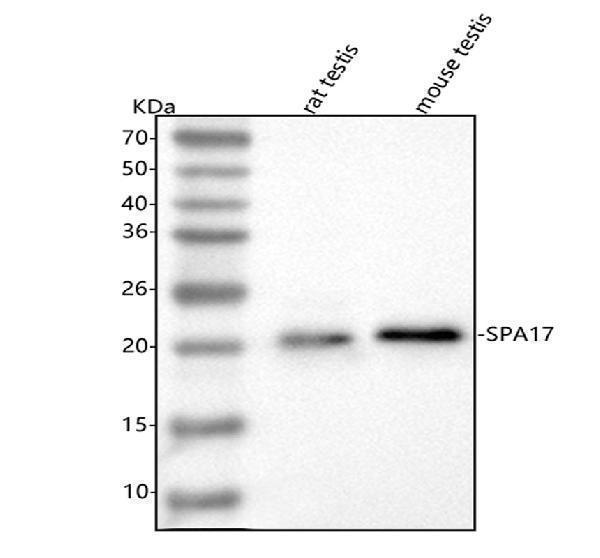  Western blot analysis of SPA17 using anti-SPA17 antibody (A07969)
