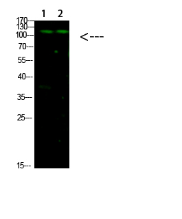 Western Blot analysis of 1, mouse-liver 2, hela cells using primary antibody diluted at 1:1000 (4°C overnight)