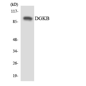 a07973 1 dgkb primary antibodies wb testing 1