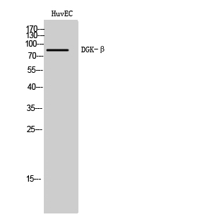 a07973 1 dgkb primary antibodies wb testing 2
