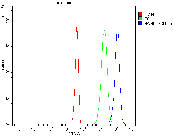 a07975 1 maml3 primary antibodies fcm testing 1