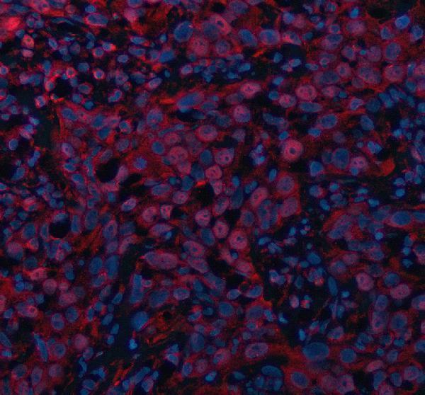 a07975 1 maml3 primary antibodies if testing 1