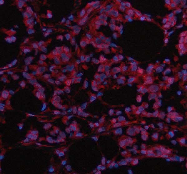 a07975 1 maml3 primary antibodies if testing 2