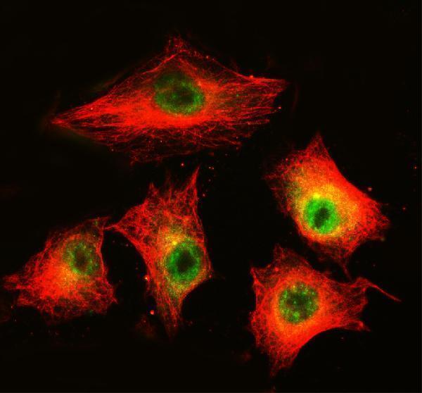 a07975 1 maml3 primary antibodies if testing 3