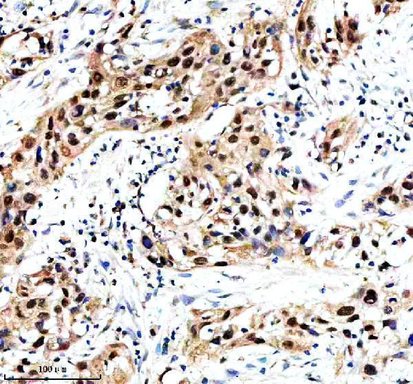 a07975 1 maml3 primary antibodies ihc testing 1