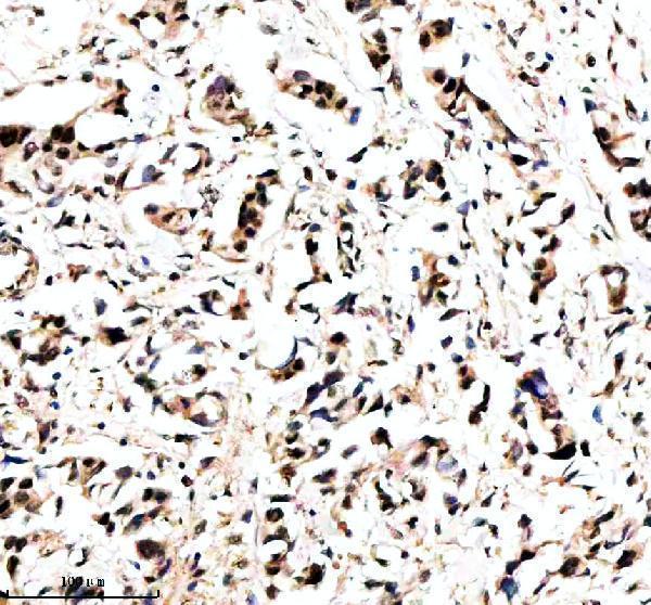 a07975 1 maml3 primary antibodies ihc testing 2