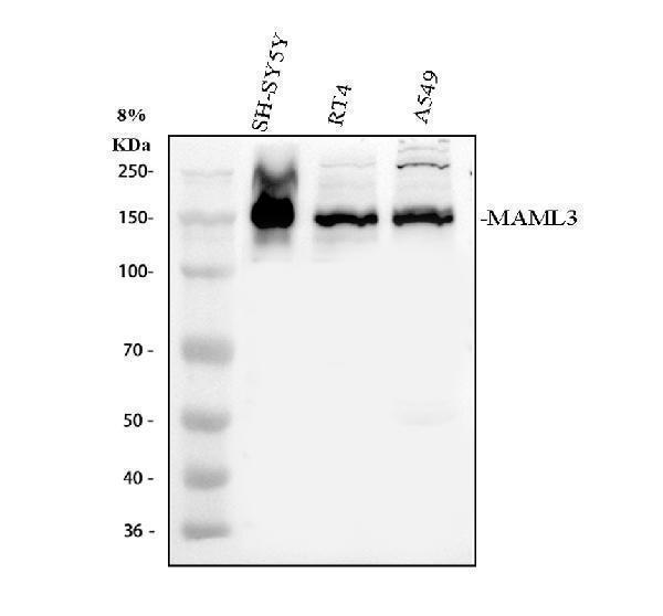 a07975 1 maml3 primary antibodies wb testing 1