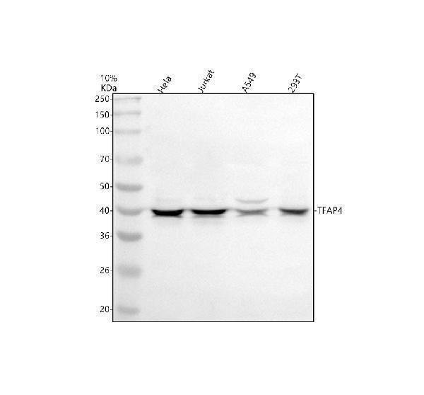 a07976 1 tfap4 primary antibodies wb testing 1