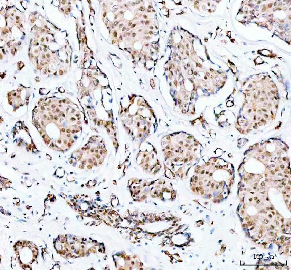 a07980 1 prmt8 primary antibodies ihc testing 2_1