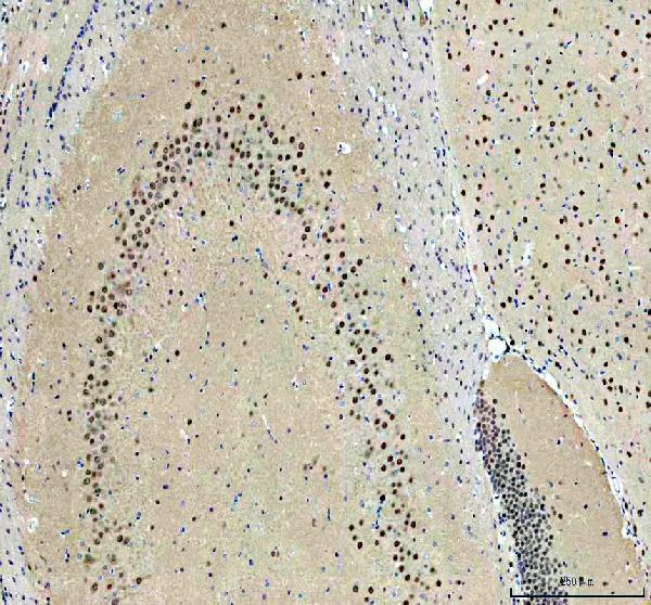 a07980 1 prmt8 primary antibodies ihc testing 4_1