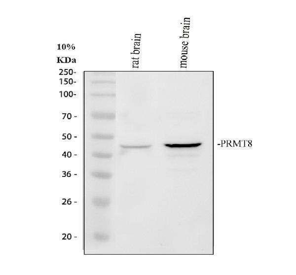 a07980 1 prmt8 primary antibodies wb testing 1_1