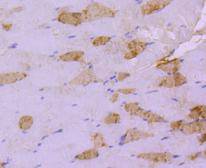 Immunohistochemical analysis of paraffin-embedded mouse skeletal muscle tissue using anti-Hsp20 antibody